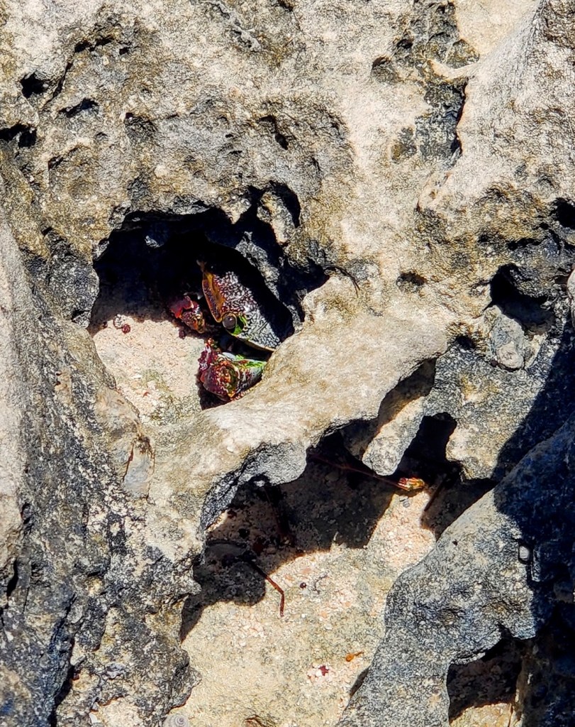 Crabe caché dans une anfractuosité de la roche
