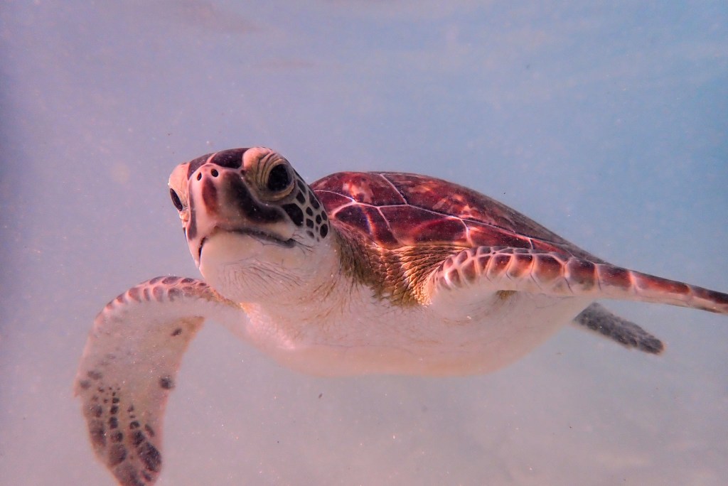 Jeune tortue verte à Whale Point, Eleuthera, Bahamas